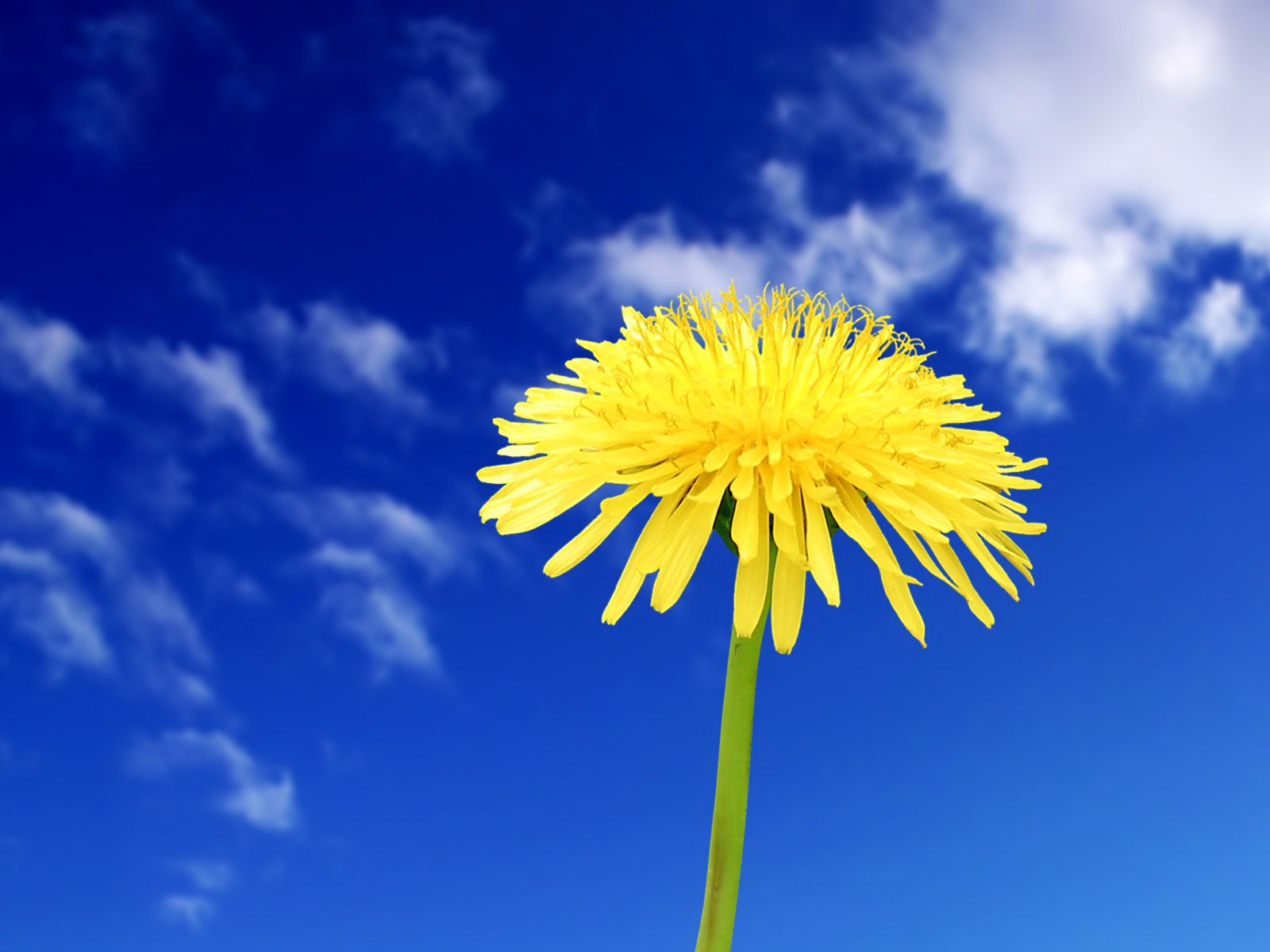 Google Image Result For /yellow Head_wallpaper_4777_1. Dandelion, Beautiful Flowers, Flower Image