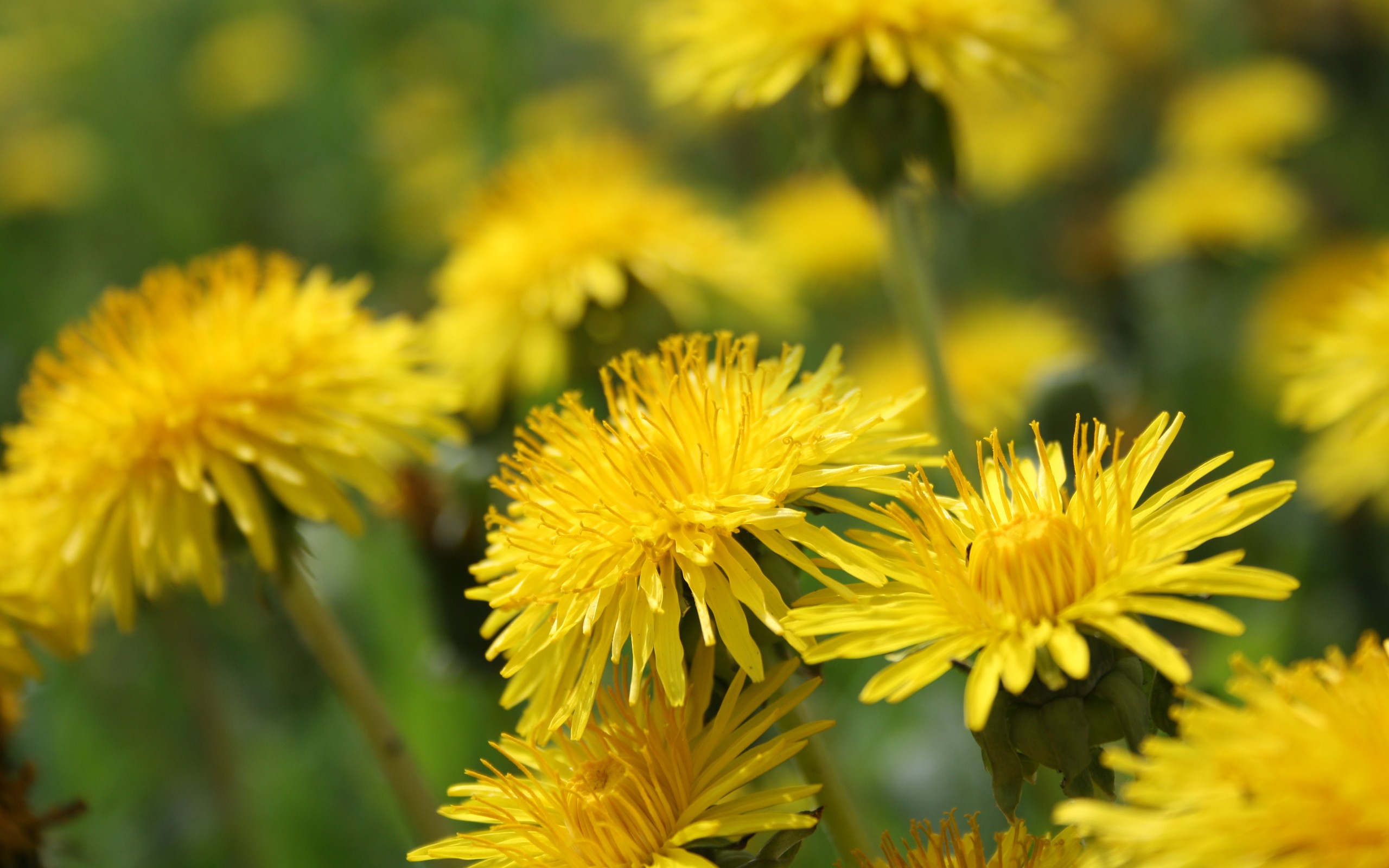 Yellow Dandelion HD wallpaperx1600