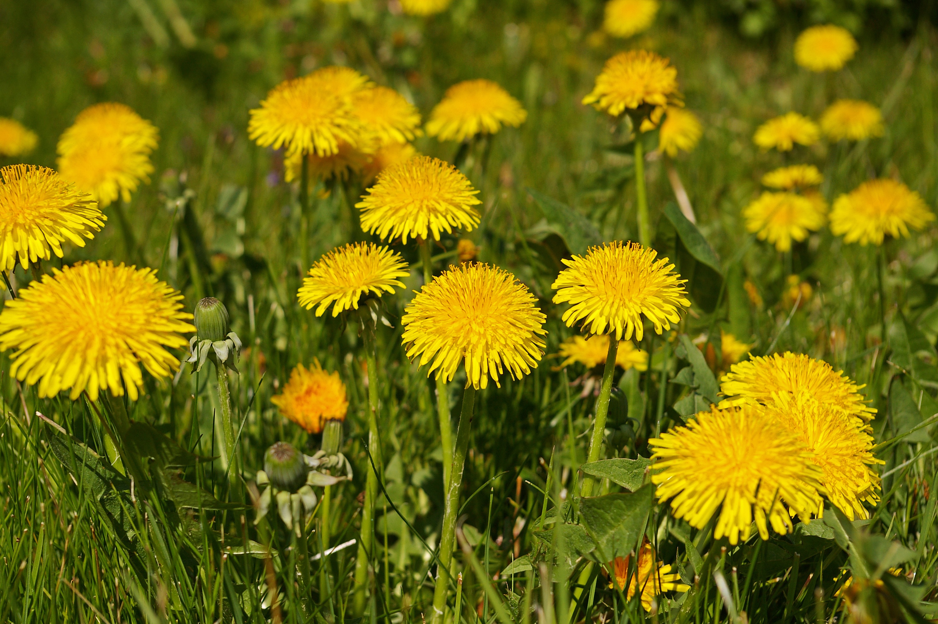 Wallpaper with yellow dandelions free image download