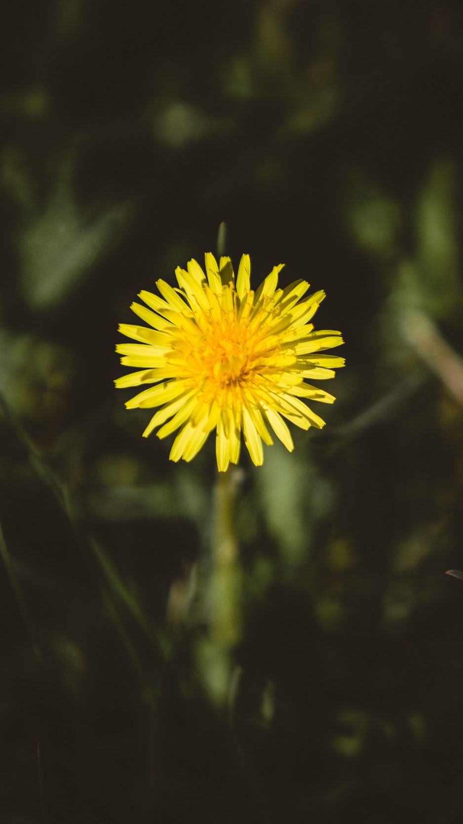 Download Wallpaper 938x1668 Dandelion, Flower, Bud, Yellow Iphone 8 7 6s 6 For Parallax HD Background