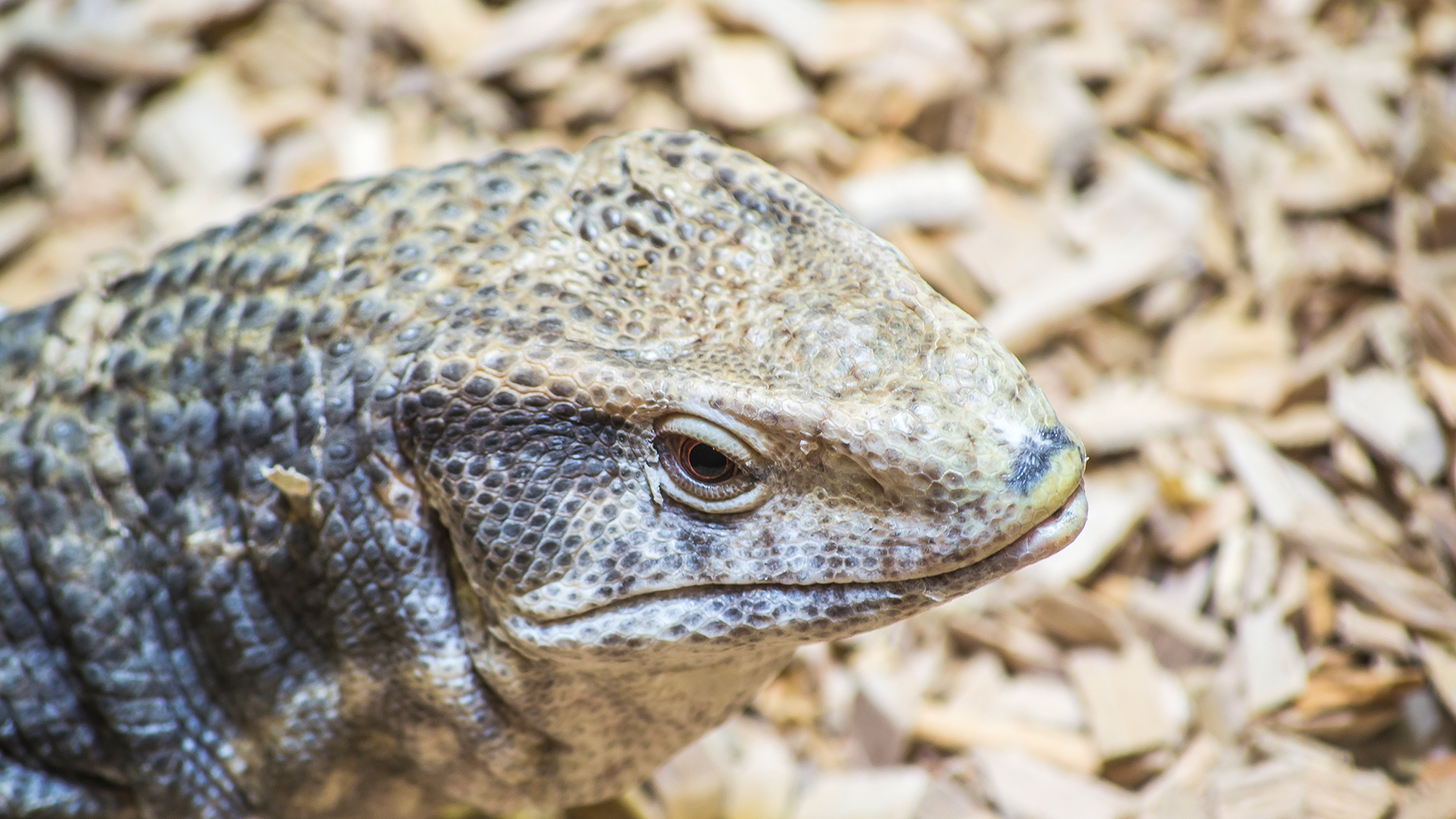 African Savannah Monitor Park Zoo