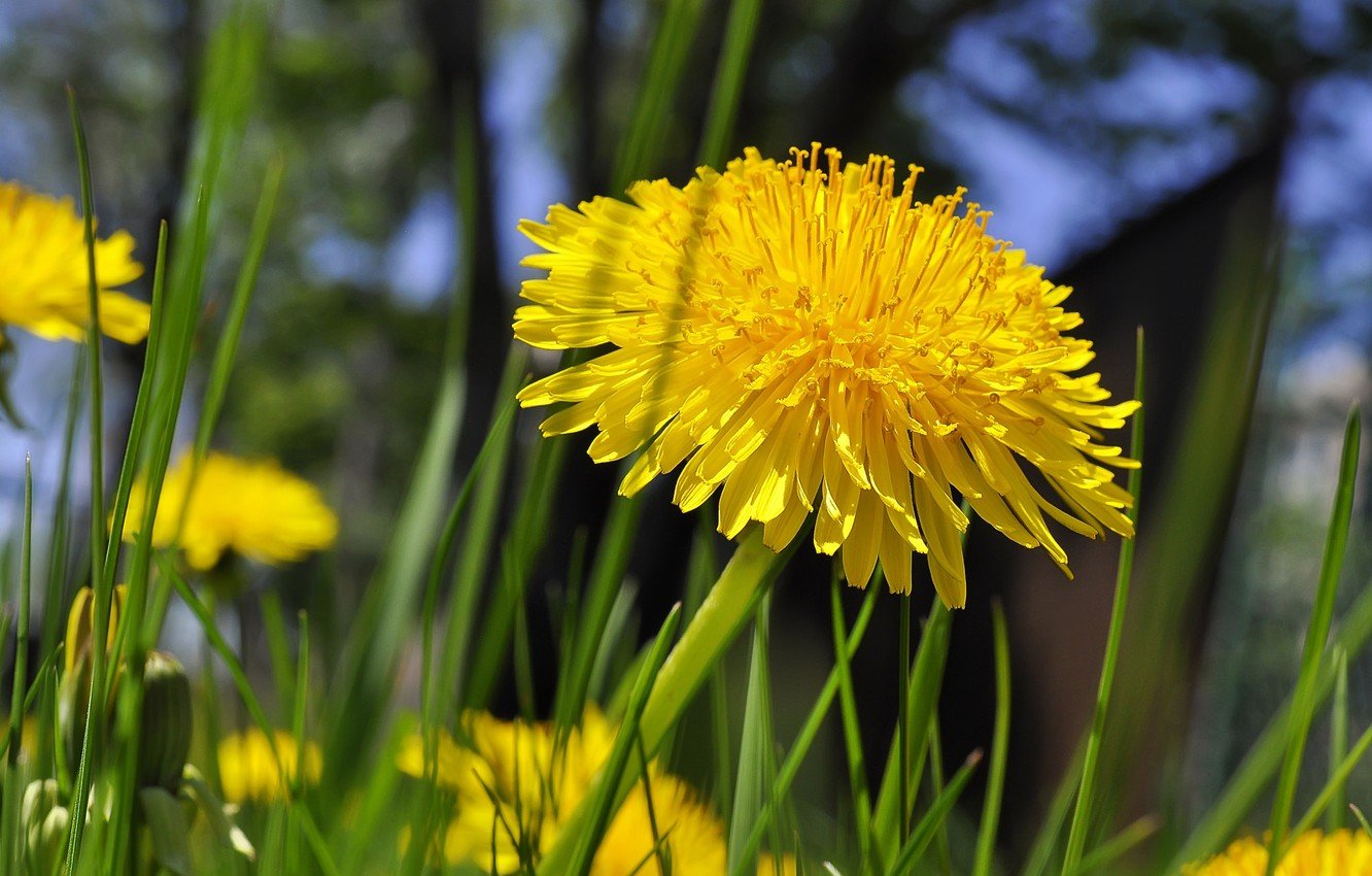 Wallpaper grass, yellow, dandelion image for desktop, section цветы