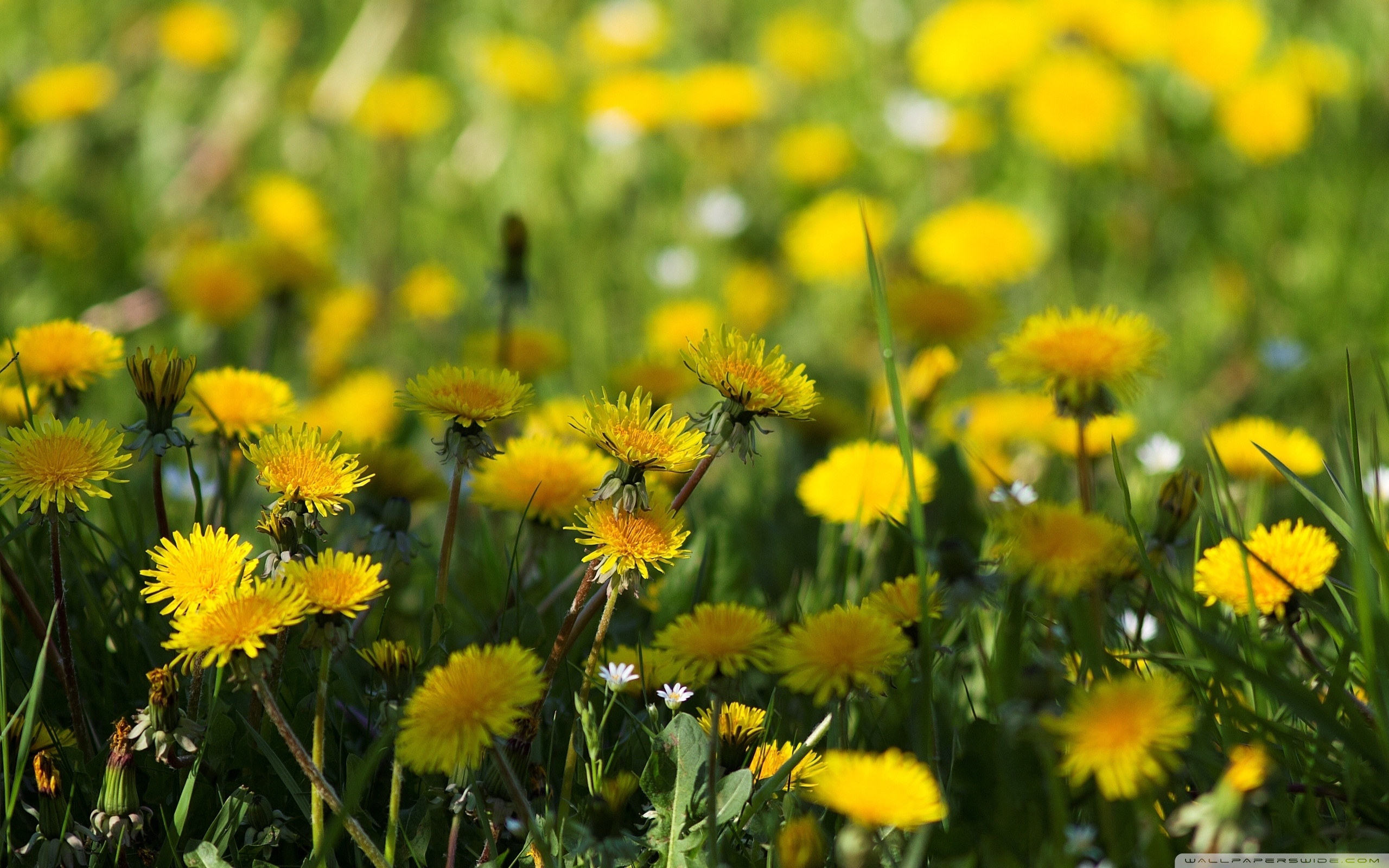 Yellow Dandelions Ultra HD Desktop Background Wallpaper for 4K UHD TV, Multi Display, Dual Monitor, Tablet