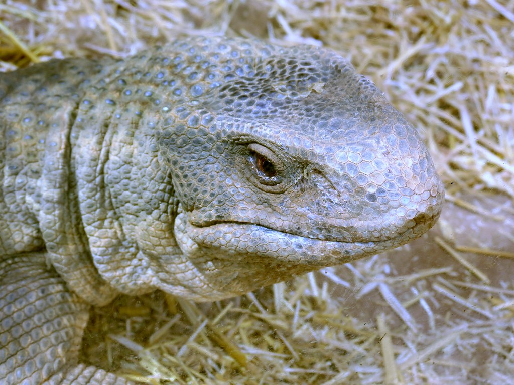 Savannah monitor. Tenerife. Monkey Park charming way to