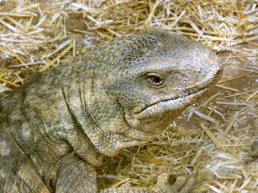 Savannah monitor. Tenerife. Monkey Park charming way to