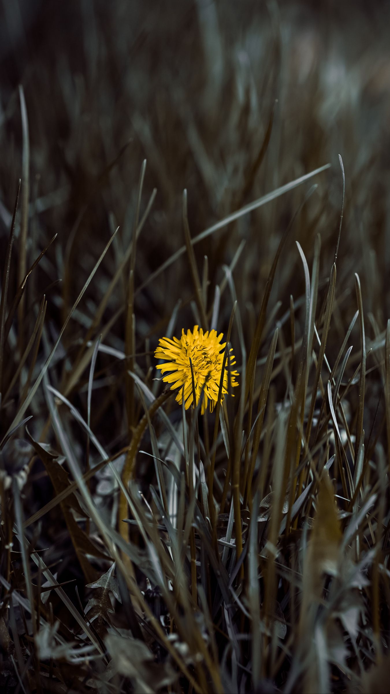 Download wallpaper 1350x2400 dandelion, flower, yellow iphone 8+/7+/6s+/for parallax HD background