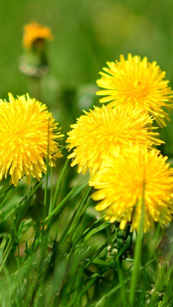 Earth Dandelion