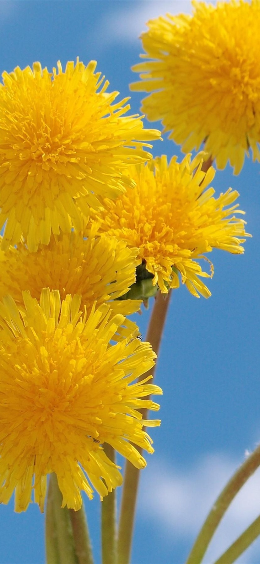 Wallpaper Yellow dandelions flowers, blue sky 2560x1920 HD Picture, Image