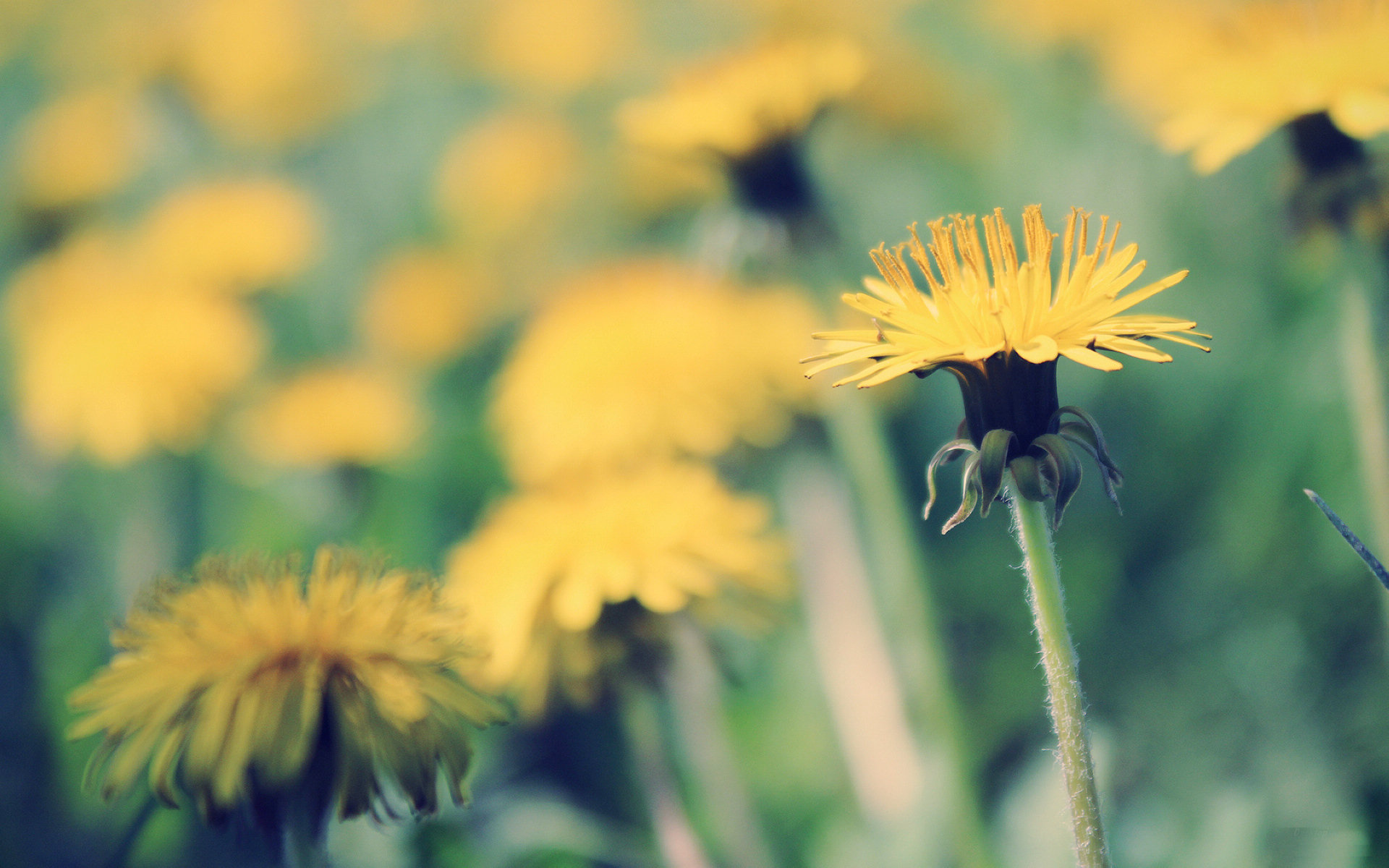 Yellow Dandelion wallpaperx1200