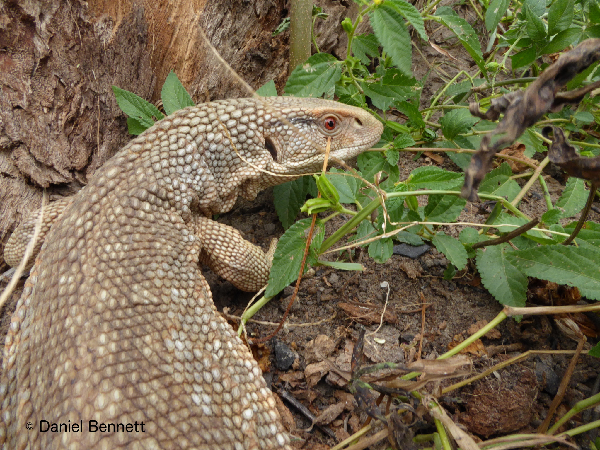 Is A Savannah Monitor Bite Deadly? Expert Reveals All - fnncnnt