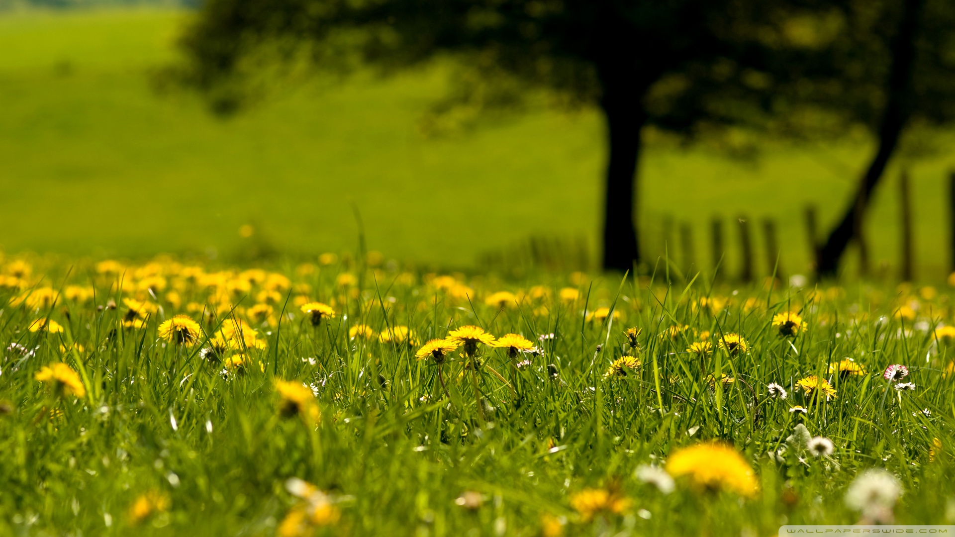 Yellow Dandelion wallpaperx1080