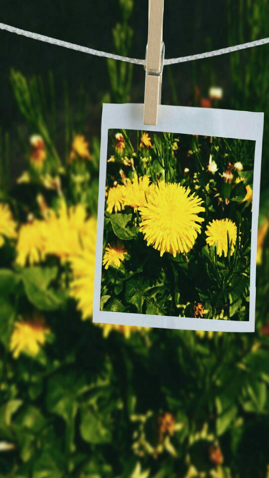 Dandelion photo. wallpaper.sc iPhone8Plus