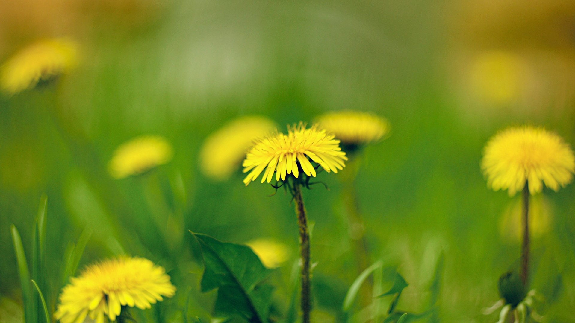 Yellow Dandelions In Green Field Free Transparent Image HQ