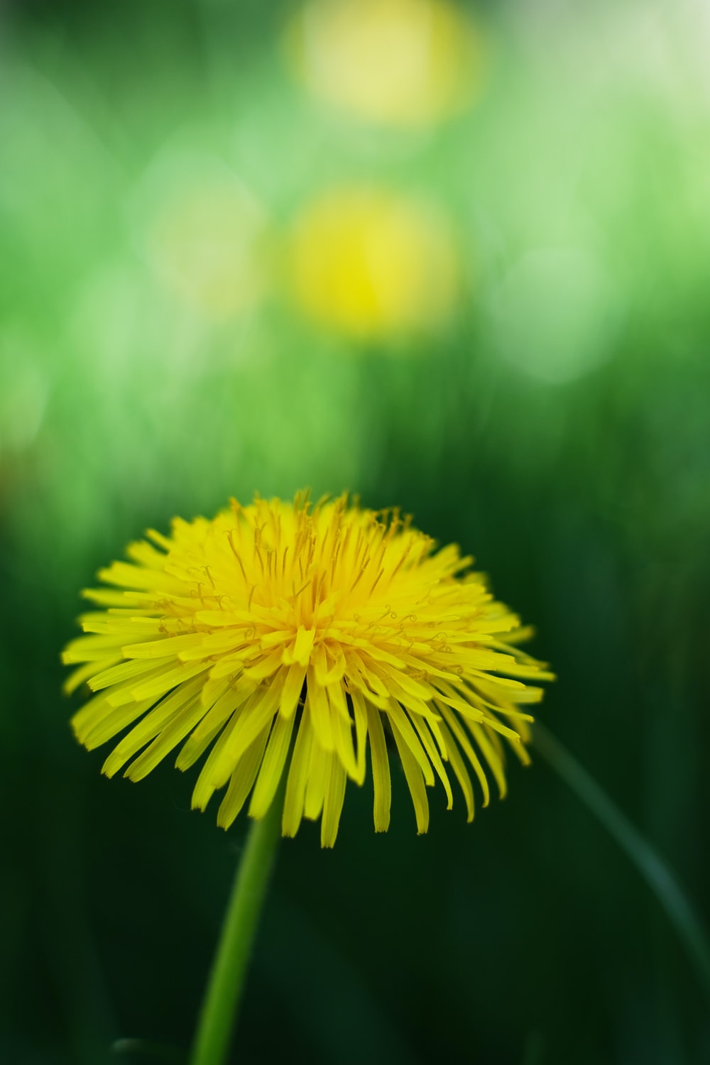 Dandelion Flower Picture. Download Free Image