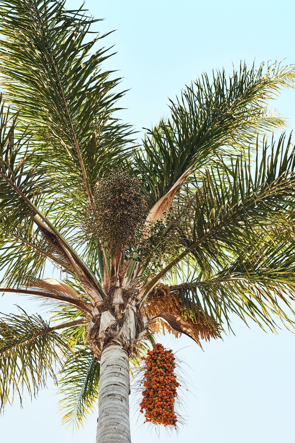 Palm Oil Picture. Download Free Image