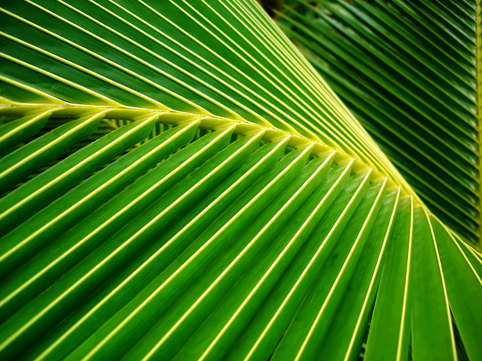 Lovely HD Palm Leaf Wallpaper
