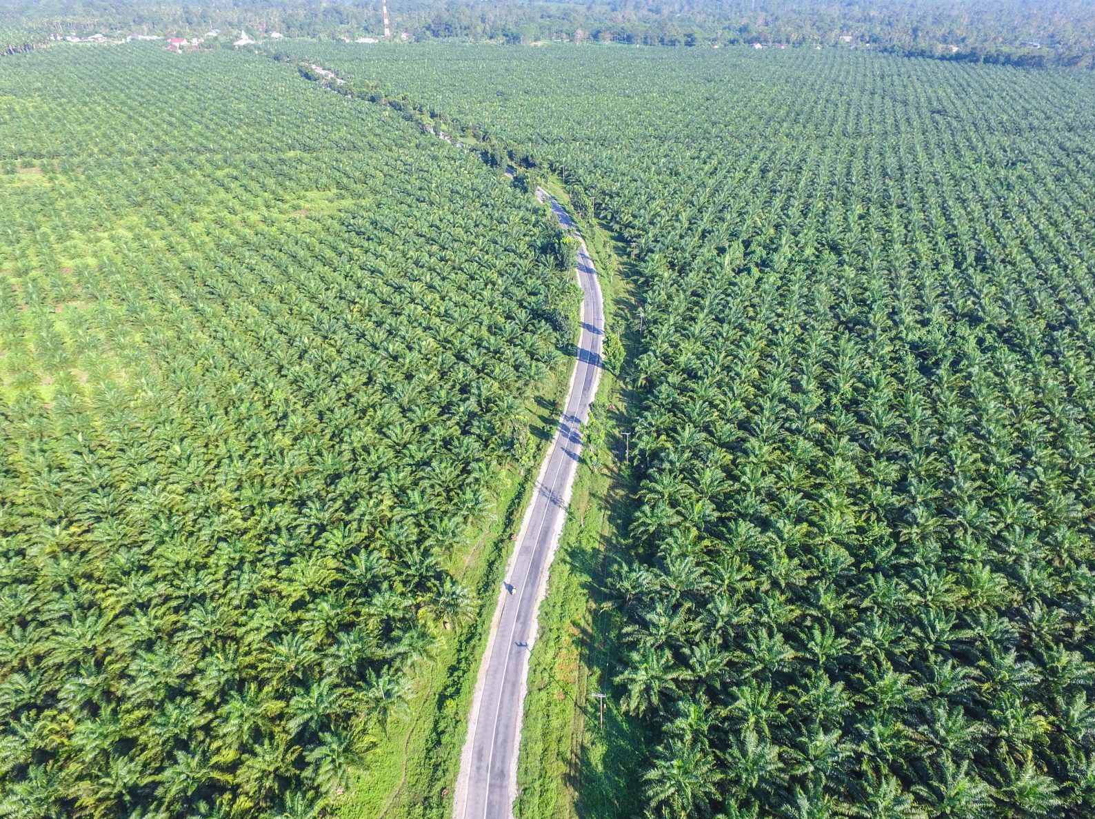 Most Borneo Villages Don't See Oil Palm Payoff
