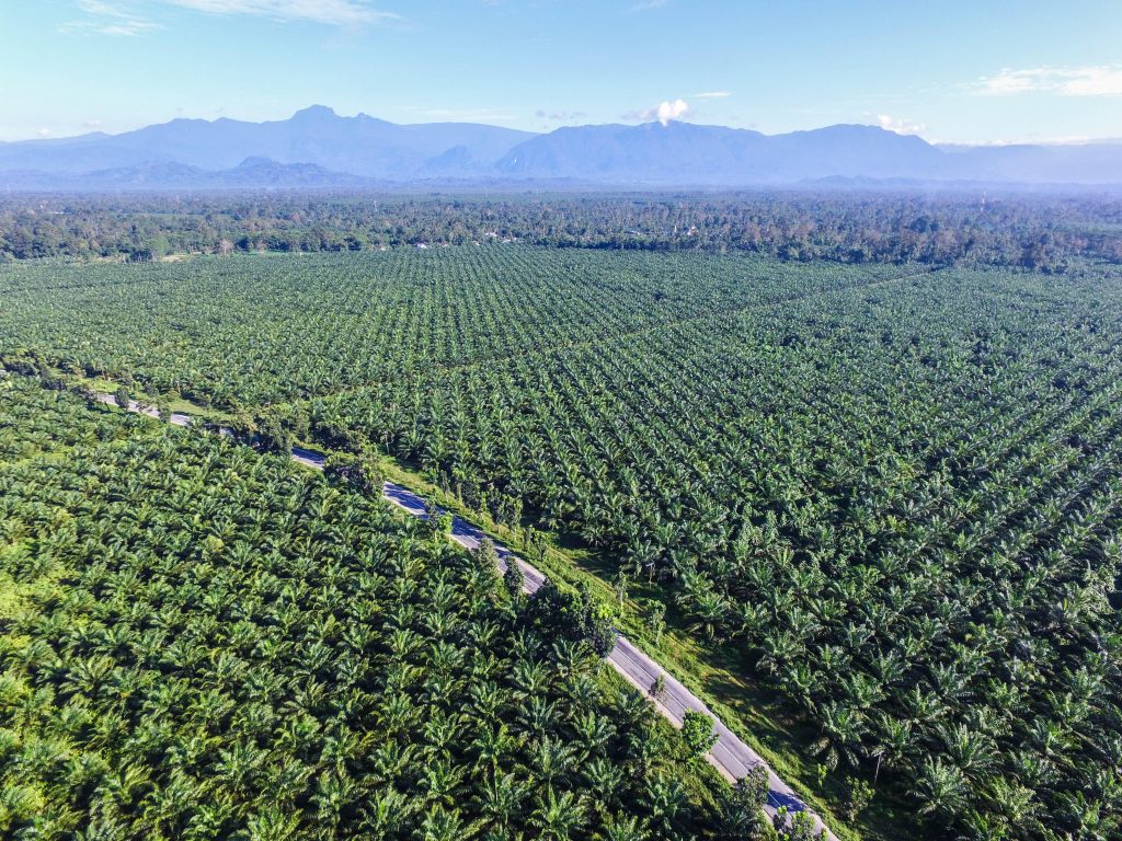 Palm oil products why palm oil is bad for the environment