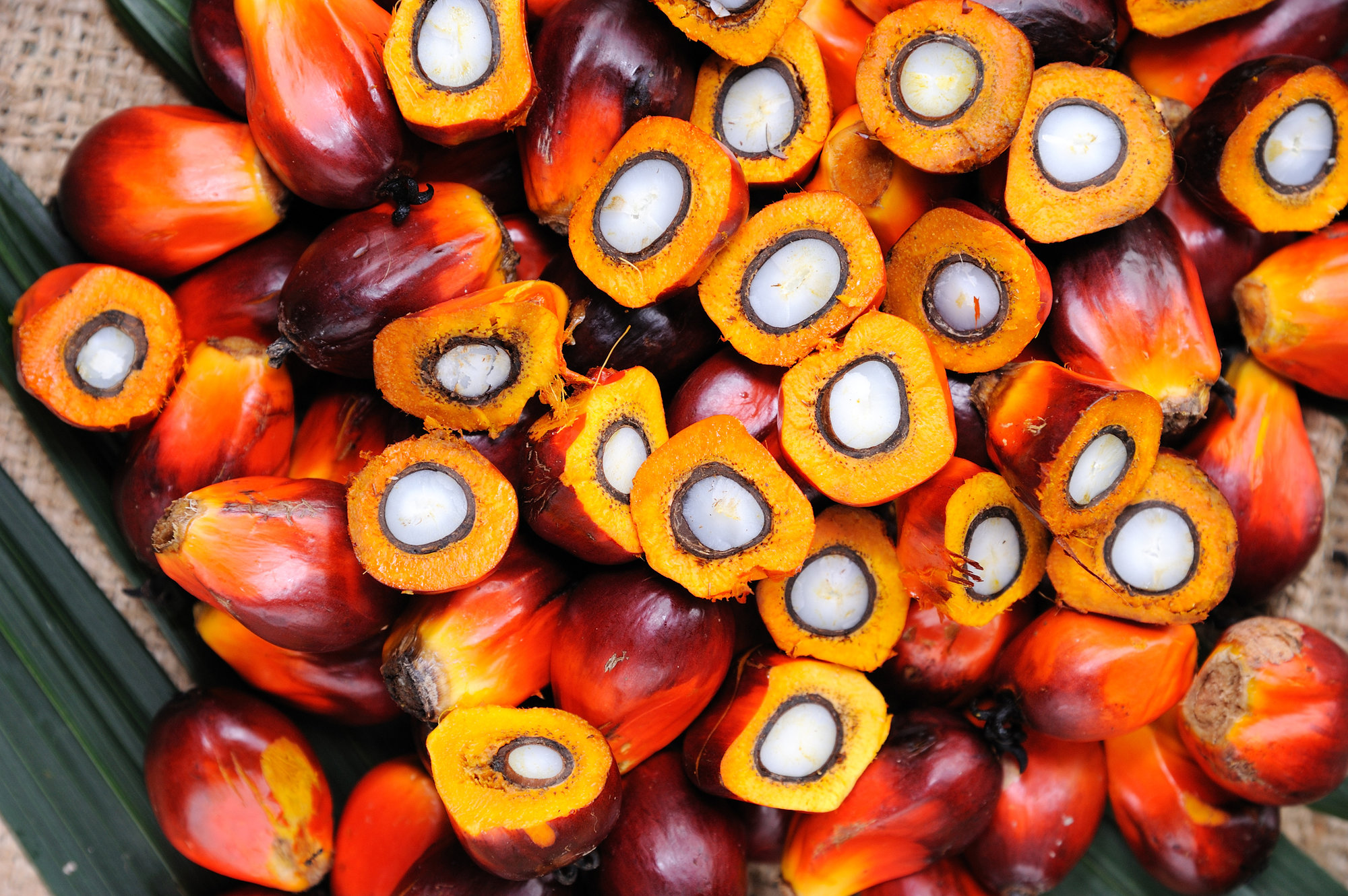 The Double Edged Sword Of Palm Oil