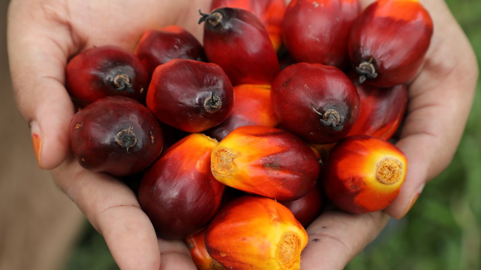 Palm oil is God's gift, ' claims Malaysia as it fights criticism with new slogan