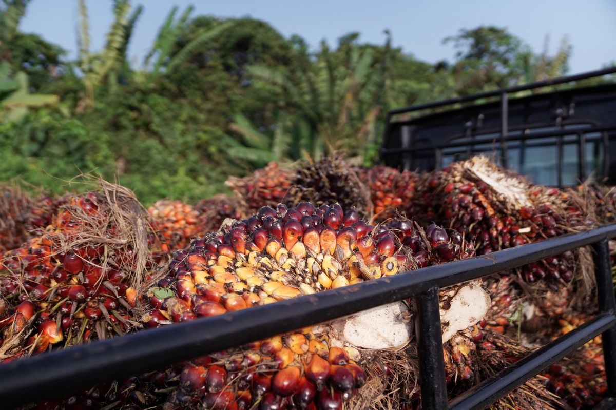 Indonesia Palm Oil Export Ban Now Includes Crude and RBD Olein