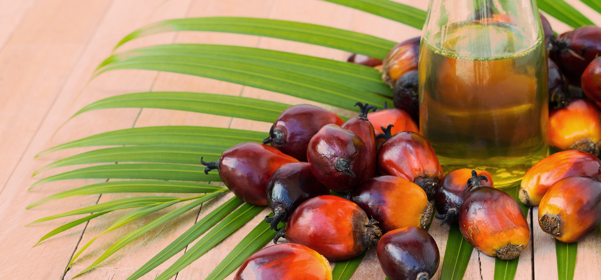 What is Palm Oil