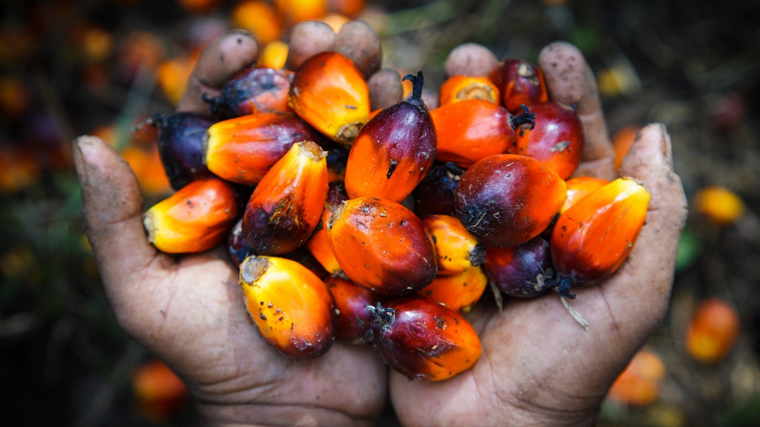 How palm oil became the world's most hated and most used fat source