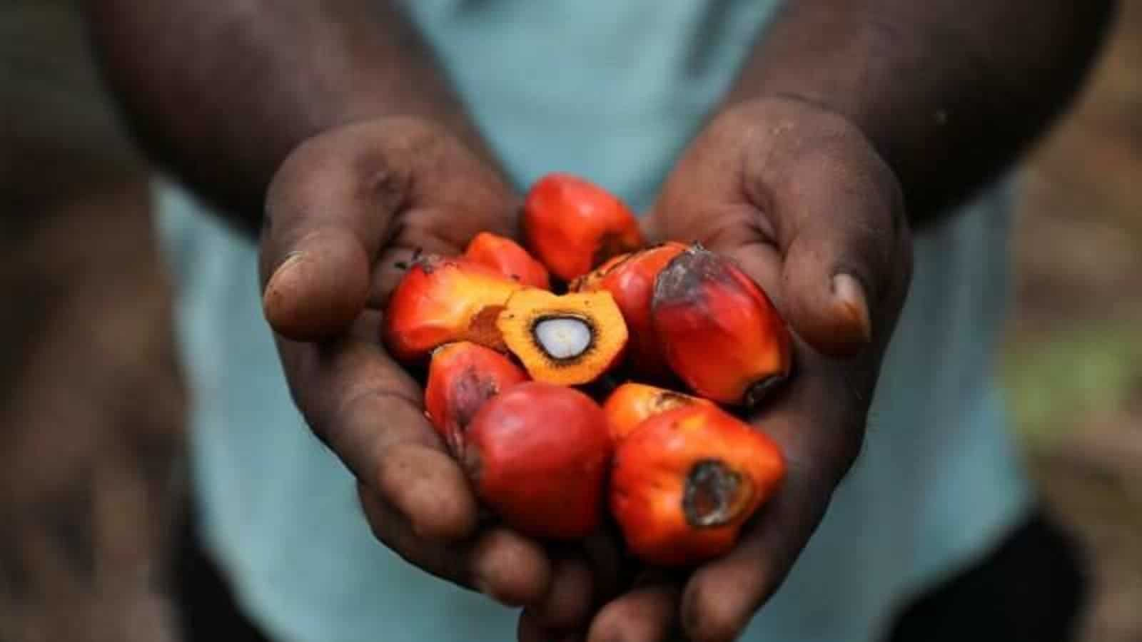 Duty Cut Lifts India's Palm Oil Imports In Sept To A Record 1.4 Million Tonnes