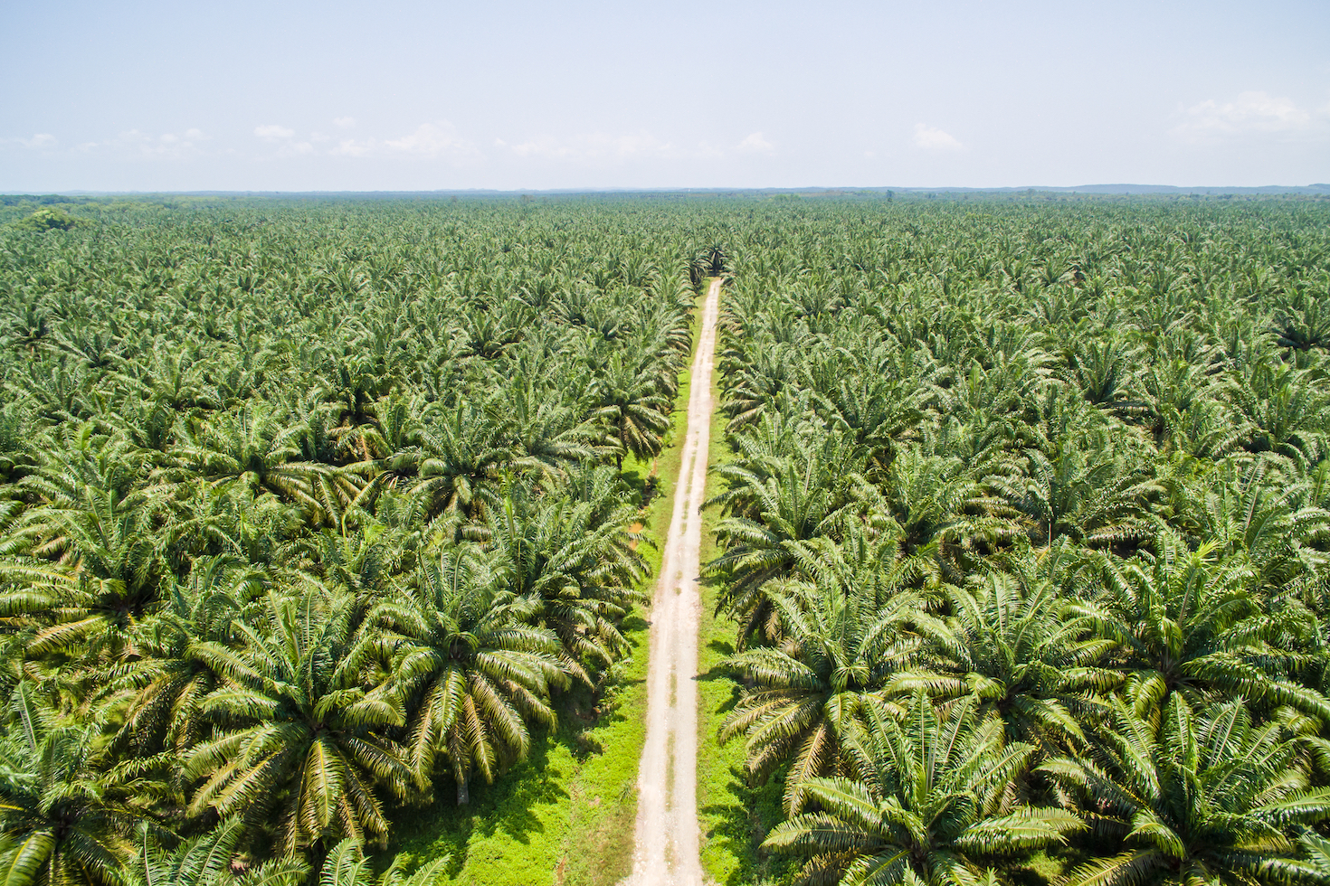 Bringing transparency to the palm oil derivatives supply chain