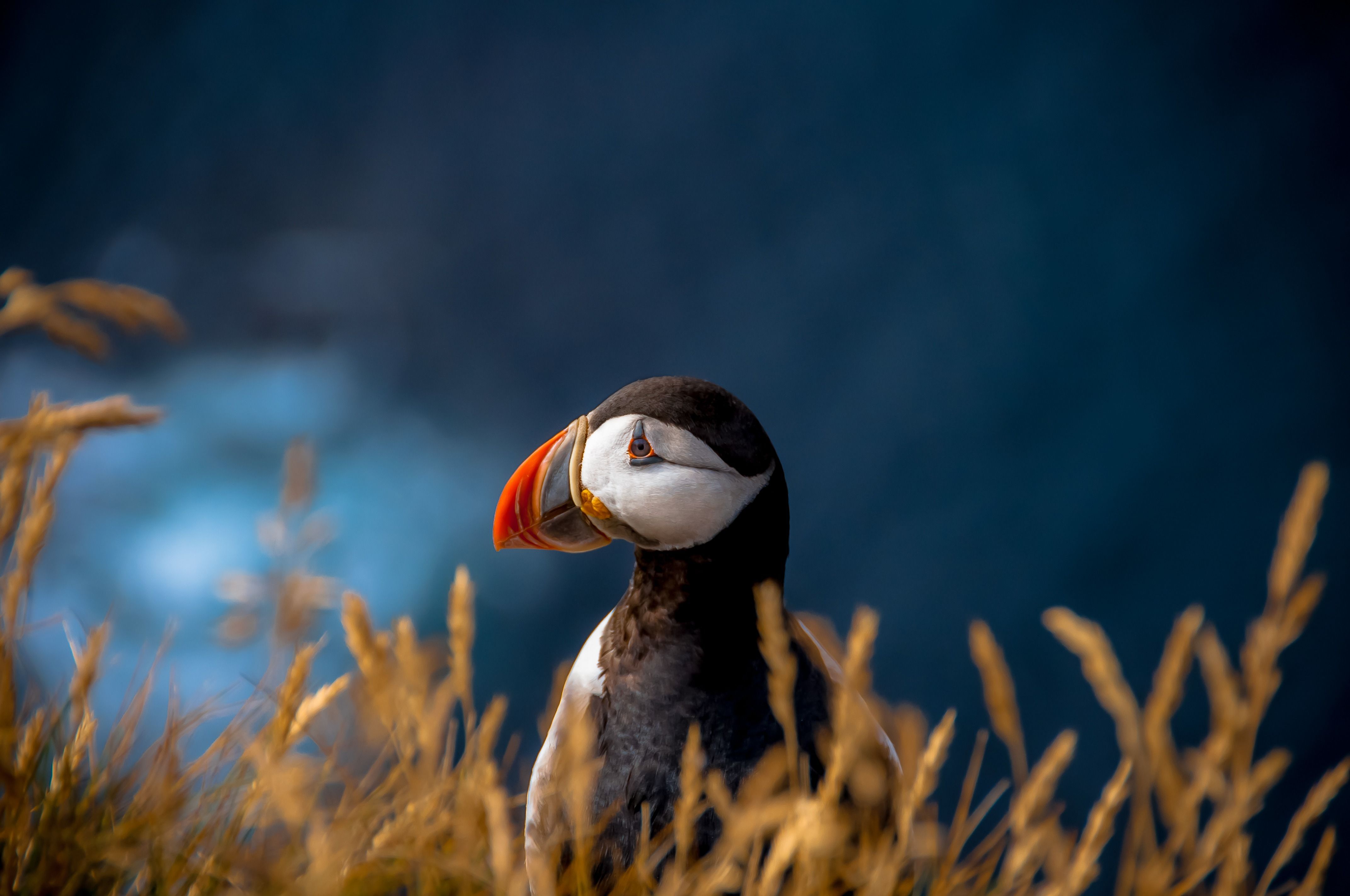 Puffin Photograph by Chris Zielecki - National Geographic Your Shot. Puffins bird, Animals, Animals wild