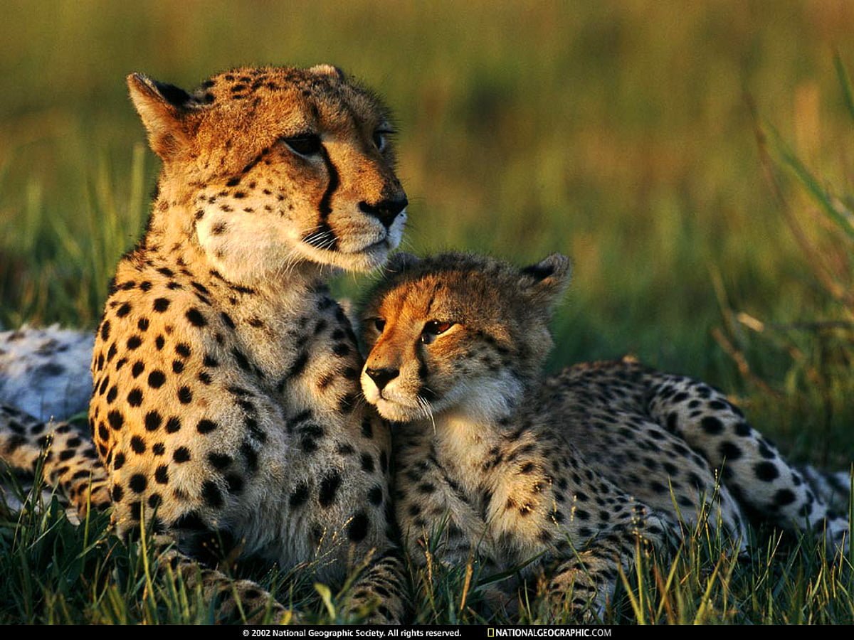 Wildlife, Cheetah, National Geographic wallpaper. Download Free picture
