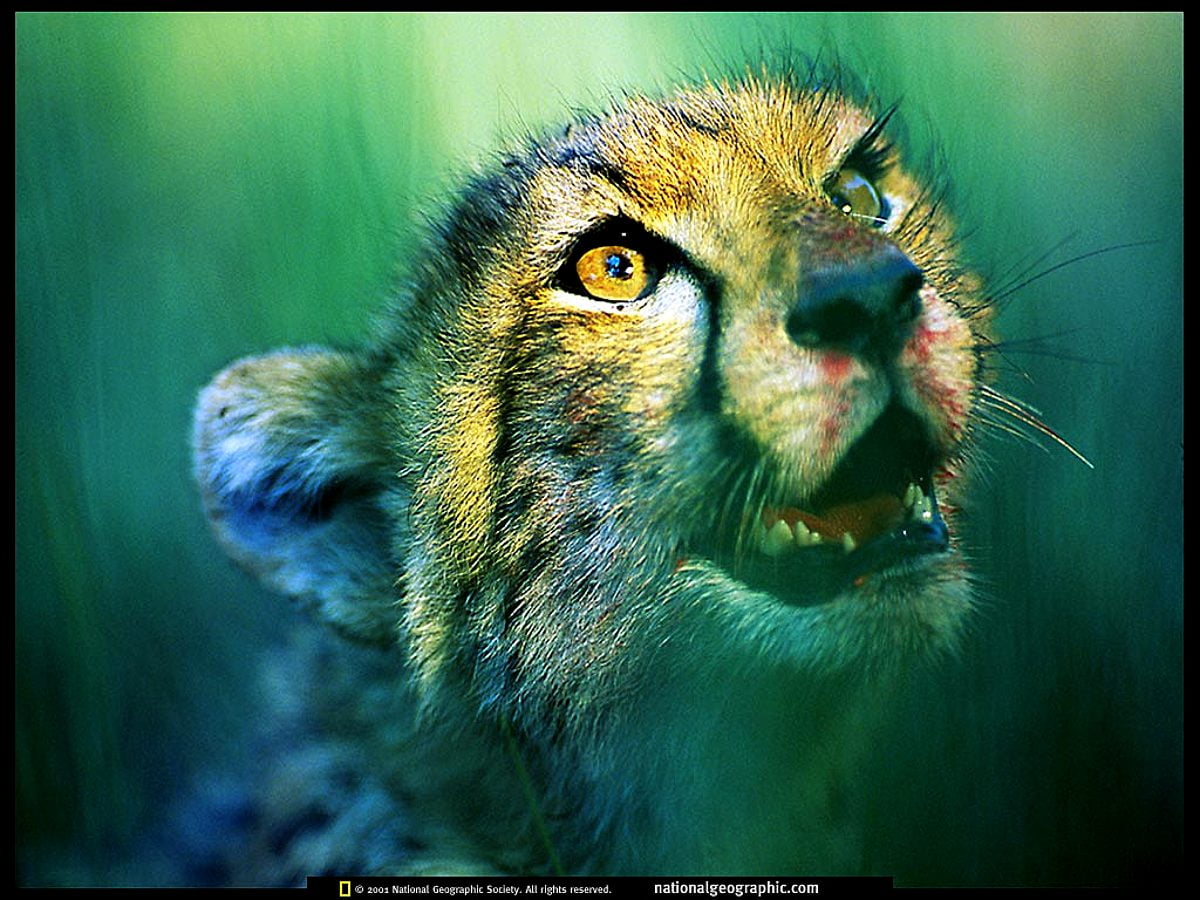 Aesthetic Nat Geo, National Geographic, Wildlife image. Best Free pics