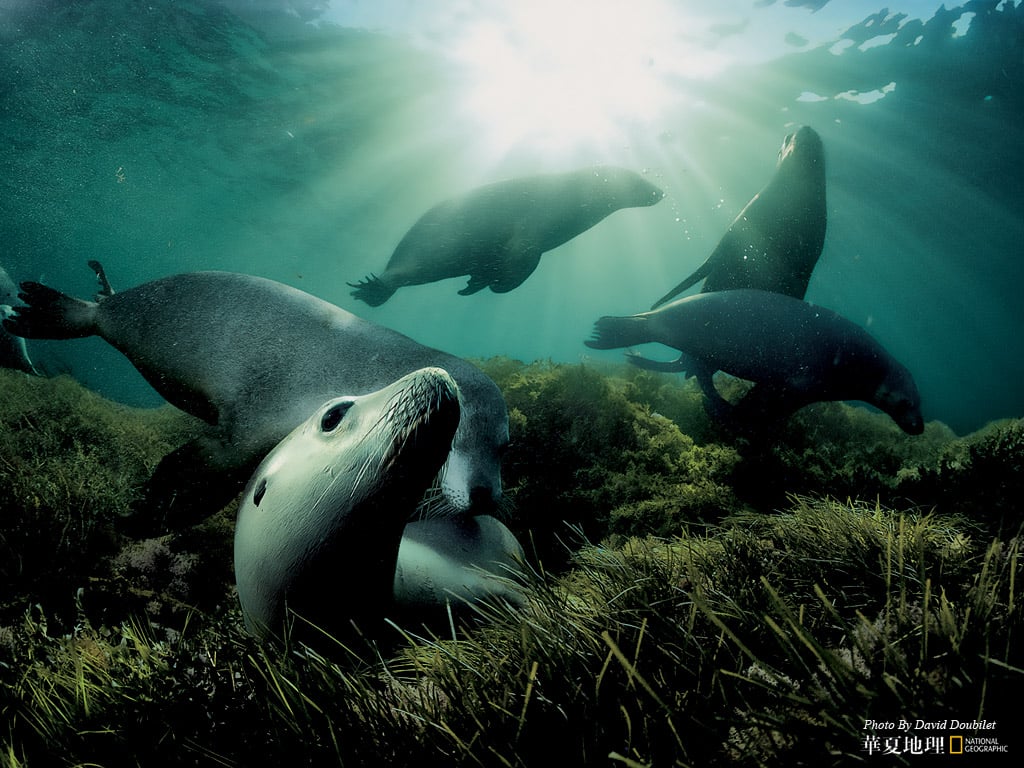 Wildlife: National Geographic 100 Best Wildlife Animal Wllpapers 1024x768 NO.19 Desktop Wallpaper