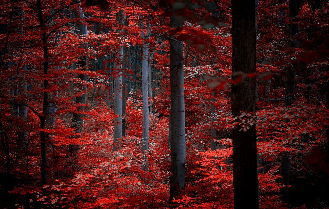 Wallpaper autumn, forest, leaves, trees, nature, red, Burgundy, crimson image for desktop, section природа