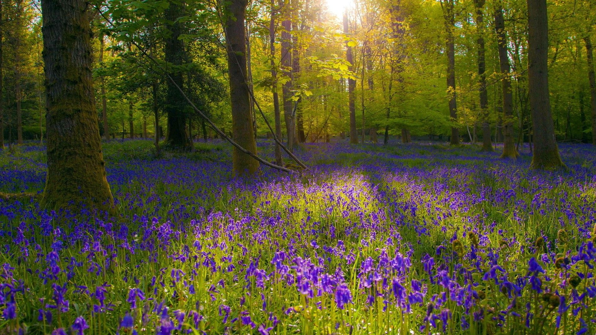 Forest Flowers Wallpaper