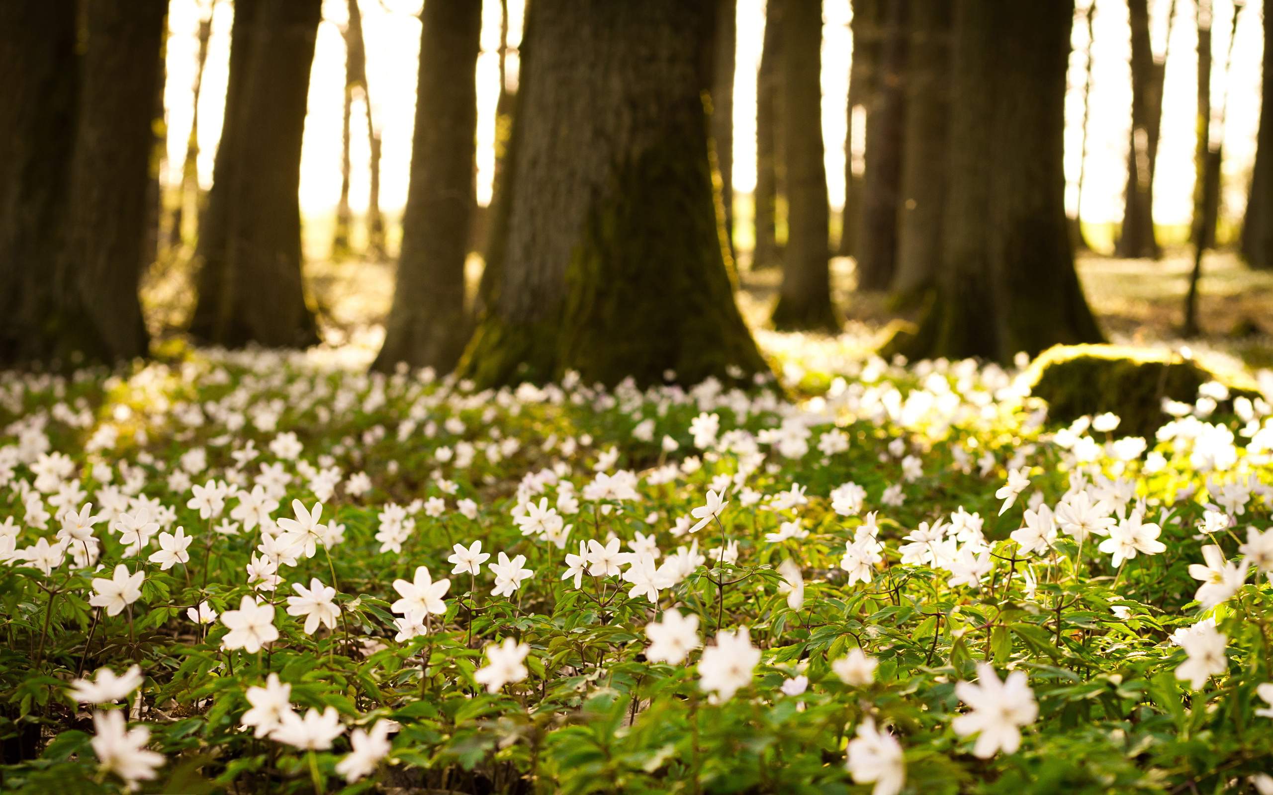 White flowers forest wallpaperx1600