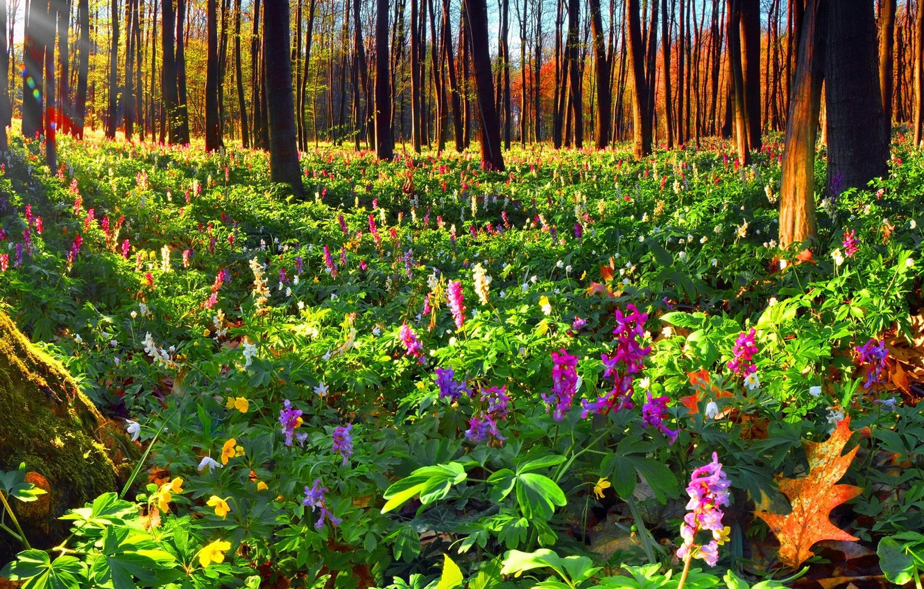 Wallpaper autumn, forest, flowers image for desktop, section природа