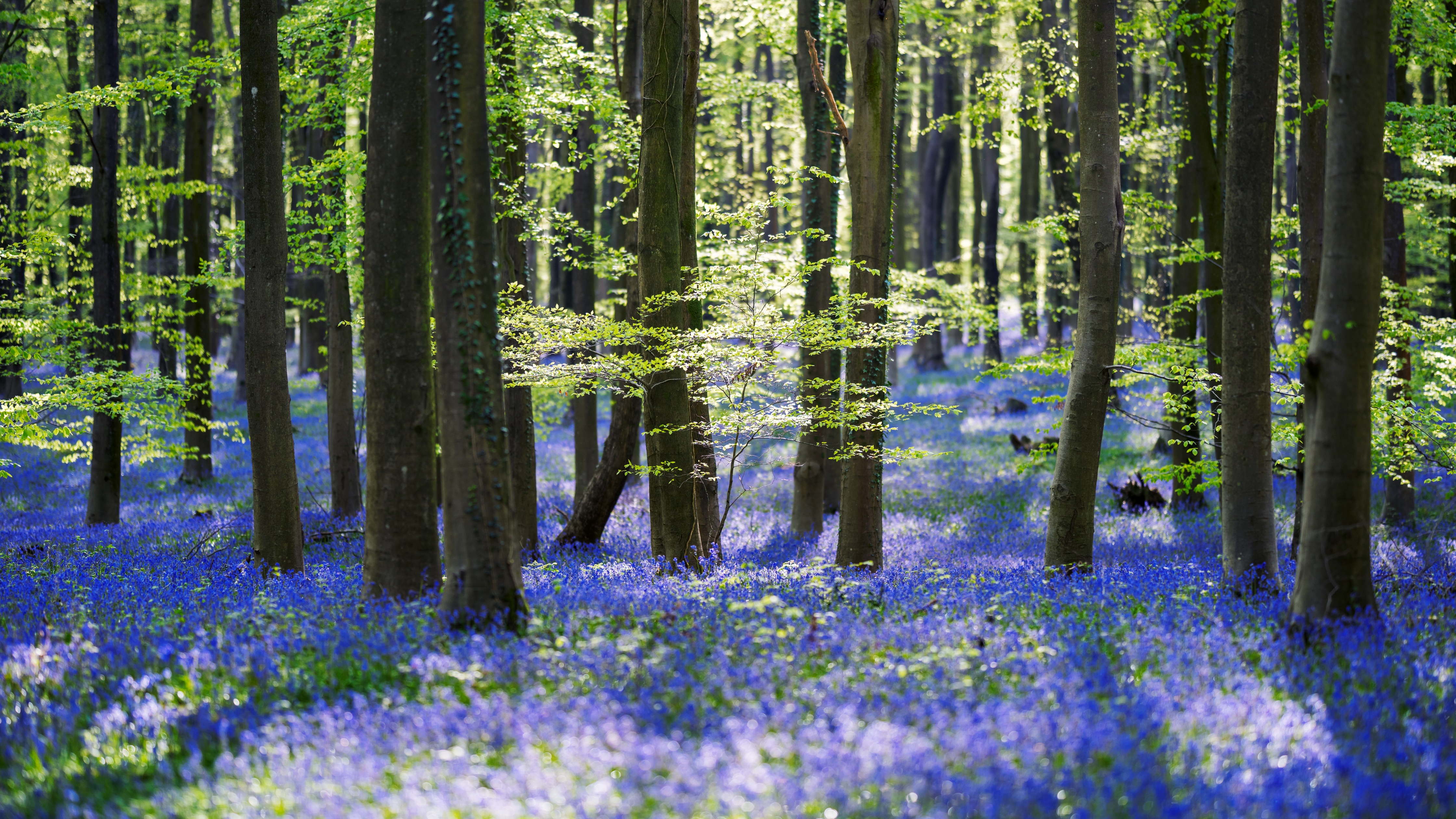 Forest Wallpaper 4K, Trees, Woods, Green leaves, Purple Flowers, 5K, Nature