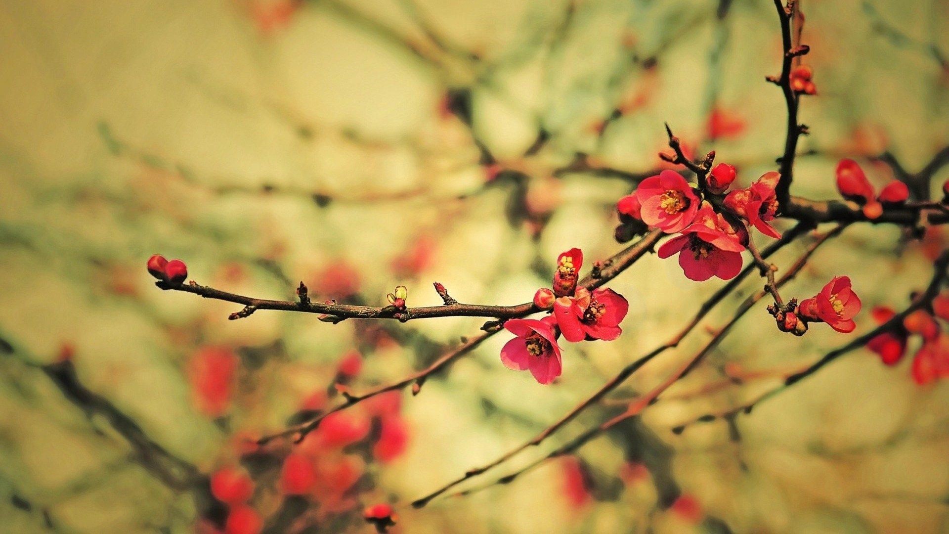 Red Flowers In A Forest