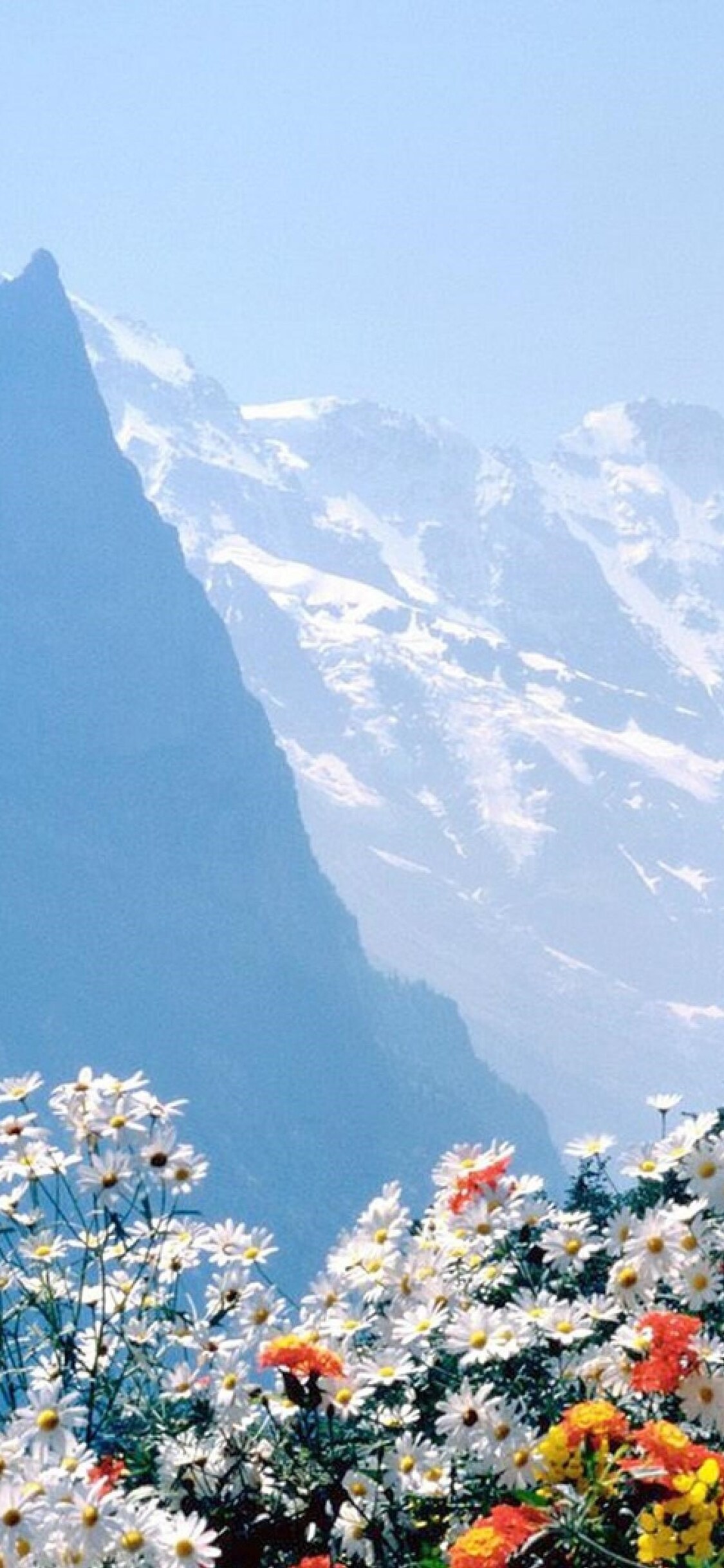 Flowers Mountains Cliff iPhone XS, iPhone iPhone X HD 4k Wallpaper, Image, Background, Photo and Picture