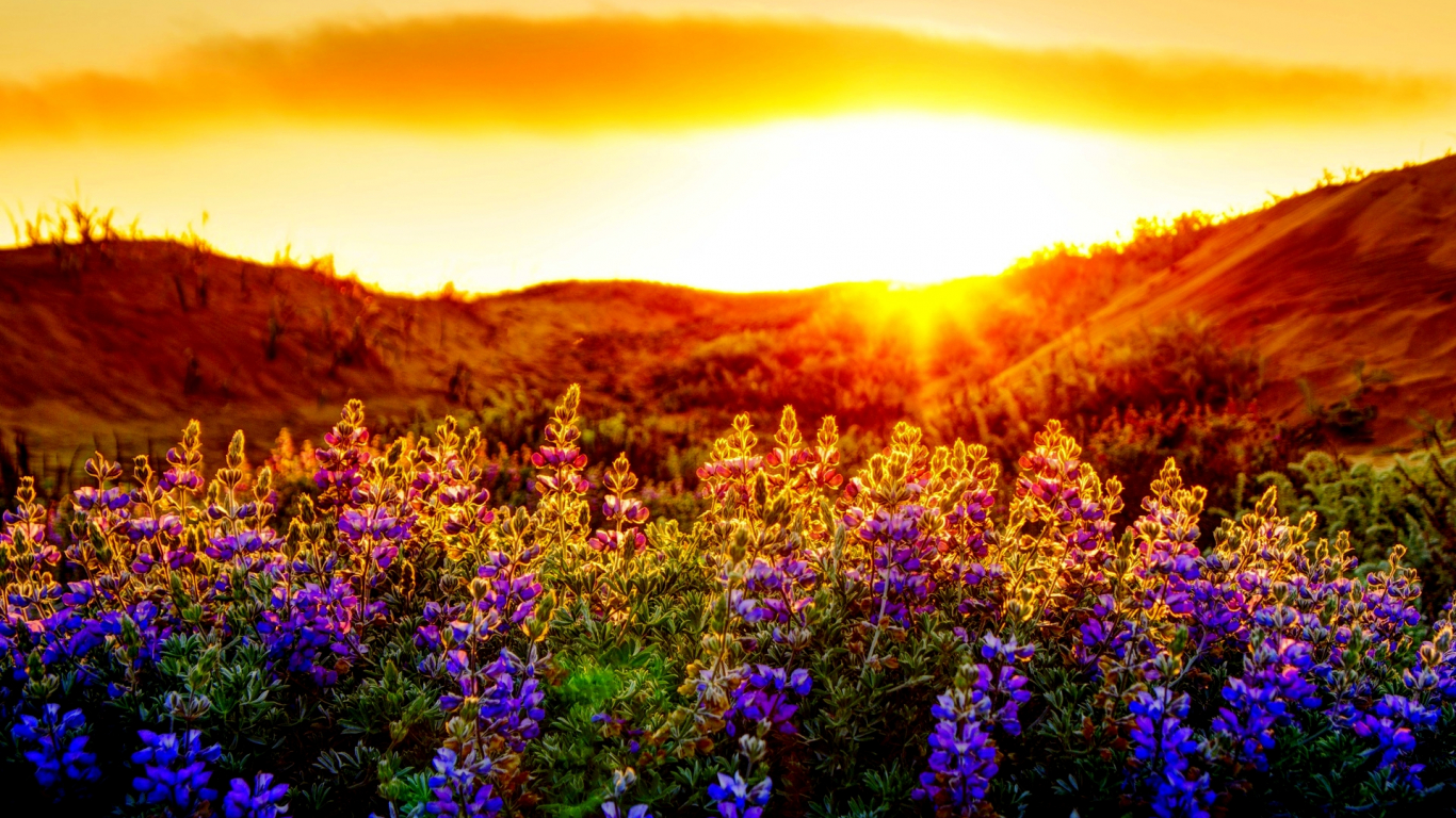 Free download Related Wallpaper for Sunset Summer Wallpaper Background [1920x1200] for your Desktop, Mobile & Tablet. Explore Summer Sunset Wallpaper. Free Tropical Desktop Wallpaper, Tropical Beach Sunset Wallpaper, Free