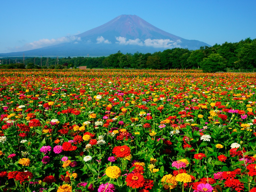 Lake Yamanaka Flower Park: Colourful Flowers next Mt.Fuji Web Magazine
