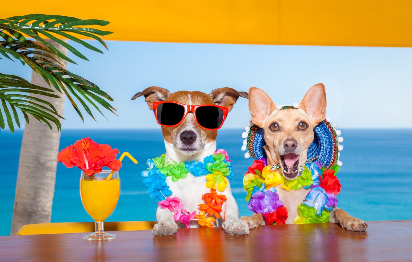 Wallpaper sea, dogs, summer, juice, Chihuahua, Jack Russell Terrier image for desktop, section собаки
