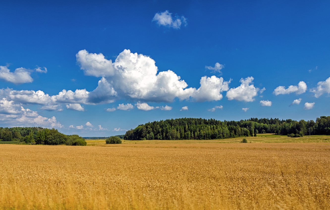 Wallpaper field, forest, summer, clouds, summer, Sweden, Sweden, trees, field, clouds image for desktop, section пейзажи