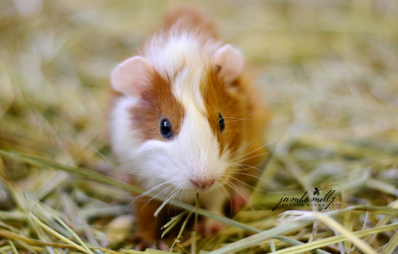 Wallpaper white, red, hay, Guinea pig, cub, the baby Guinea pigs image for desktop, section животные