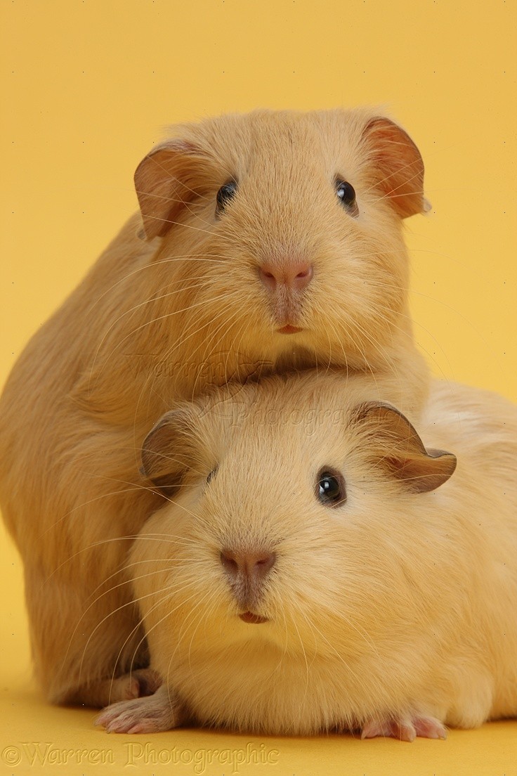 Baby yellow Guinea pigs on yellow background photo WP38977