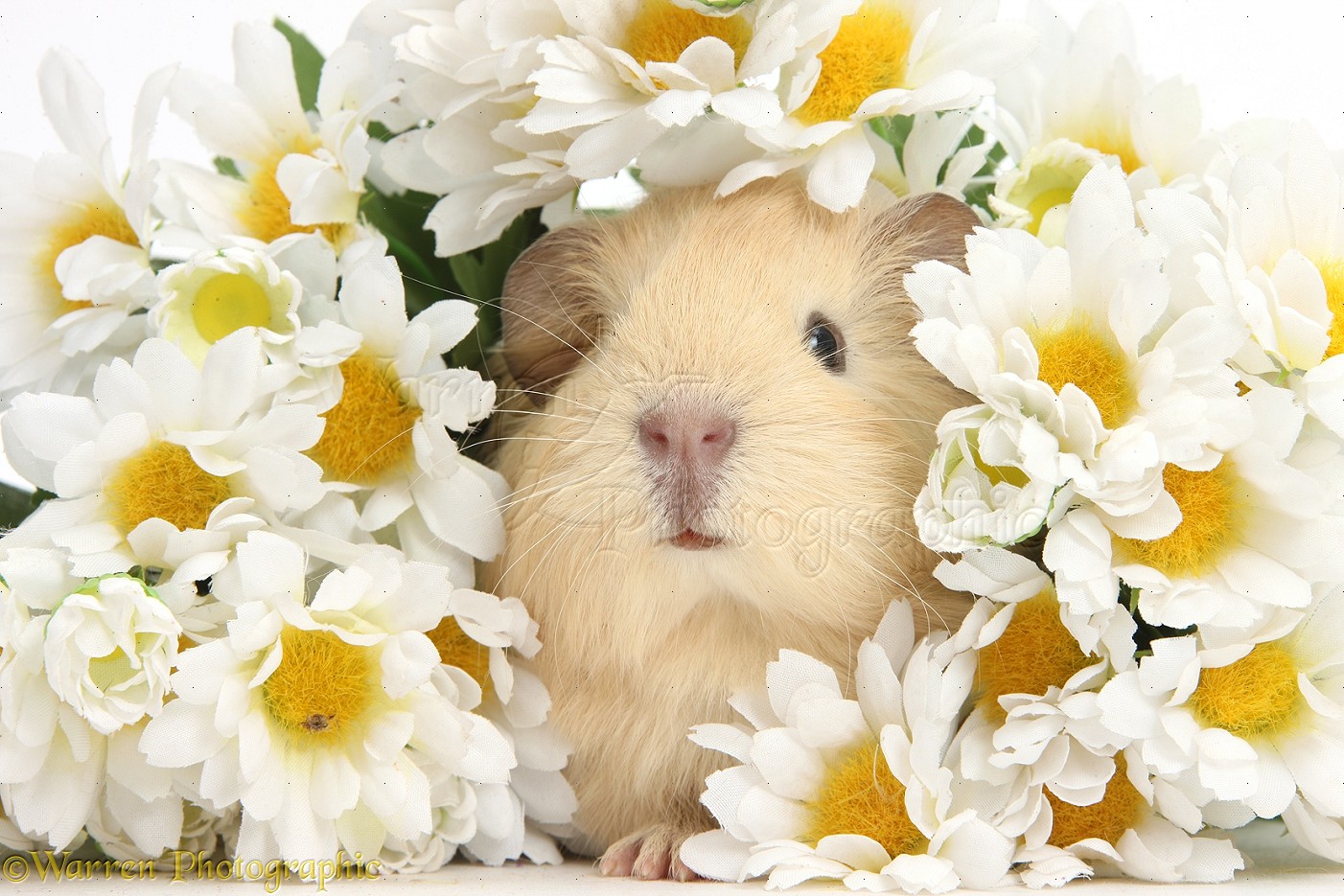 Free download WP38974 Cute baby yellow Guinea pig among daisy flowers [1402x935] for your Desktop, Mobile & Tablet. Explore Cute Guinea Pig Wallpaper. Christmas Guinea Pig Wallpaper, Guinea Pig Wallpaper