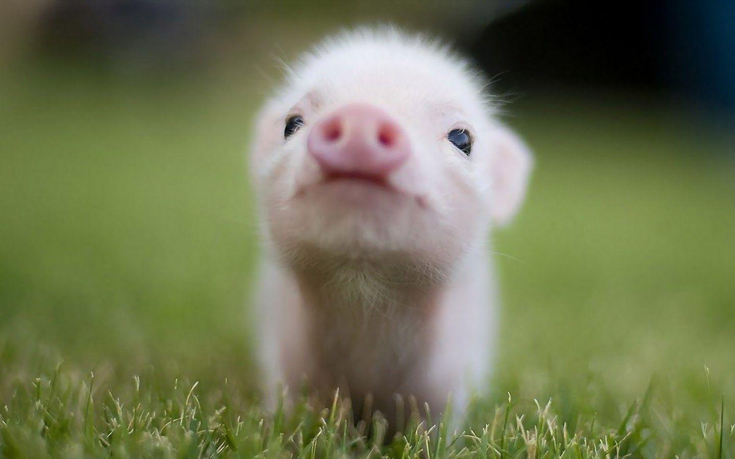 Pig Wallpaper