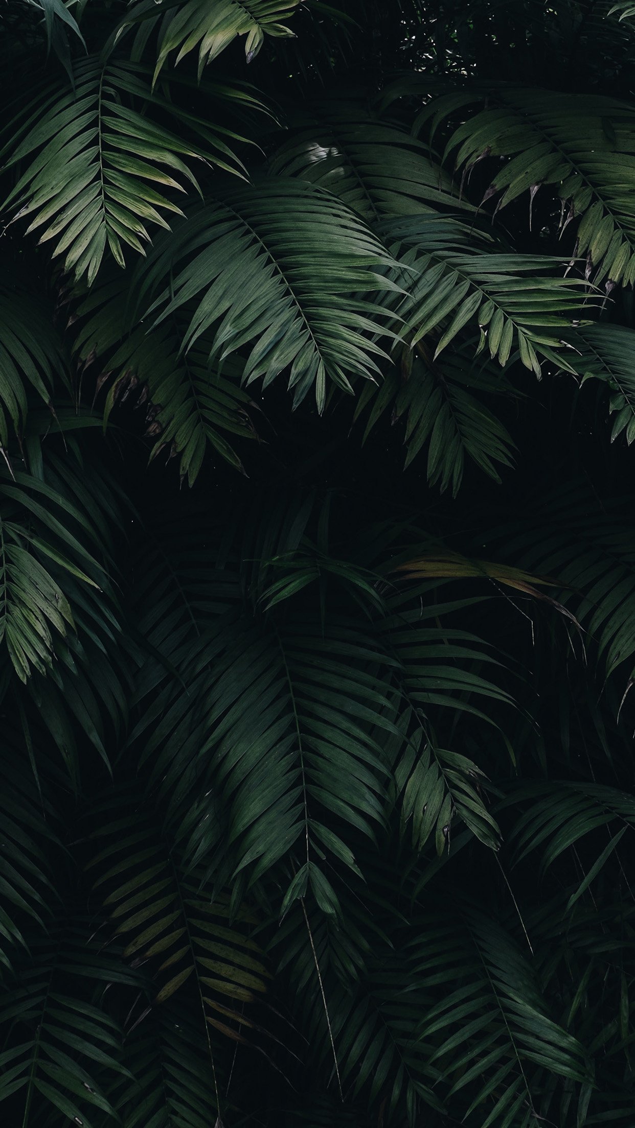 iPhone X wallpaper. summer tree leaf vacation green nature
