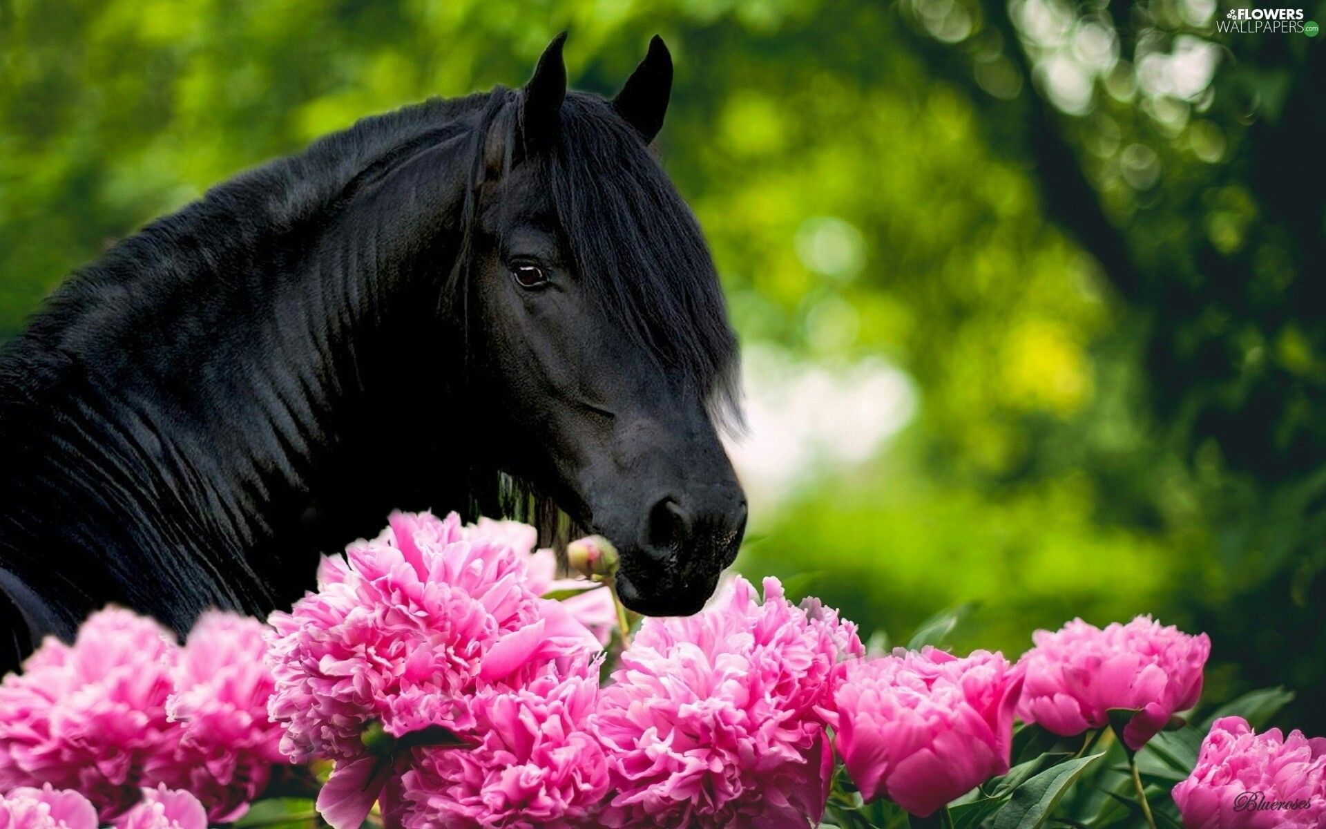 Pin de Nancy Panich en The Beauty of Horses!